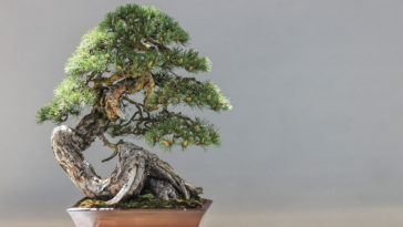 como fazer um bonsai