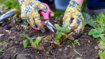 como matar ervas daninhas com herbicidas naturais