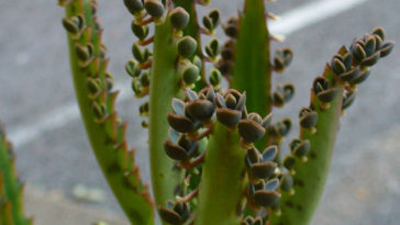 cultivar aranto