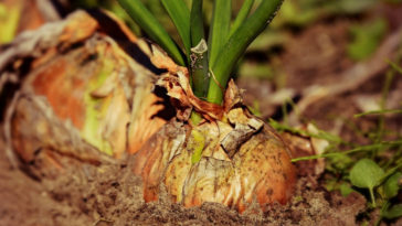 como plantar cebola