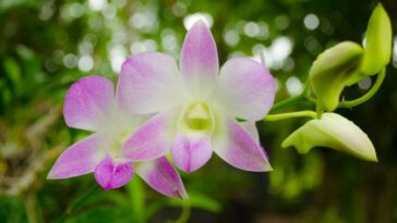 como plantar orquídea no carvão