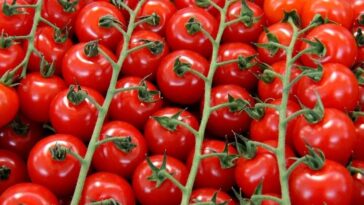 como plantar tomate-cereja