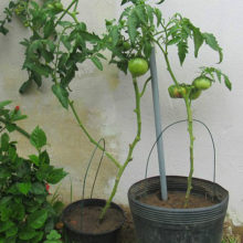 Como Plantar Tomate Em Casa