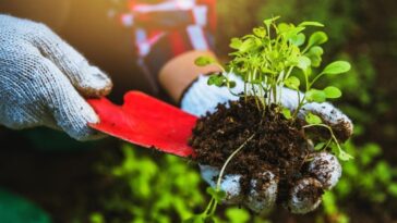 como ter uma horta medicinal em casa