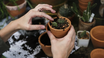 usar borra de café nas plantas