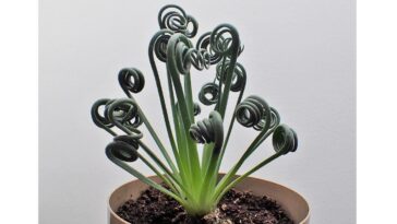 cuidados com espirais albuca