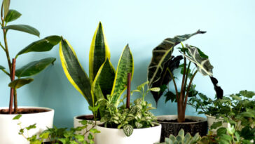 cuidados com plantas de folhas grandes