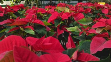 como cuidar da flor do natal