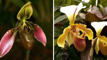 orquídea sapatinho como cuidar