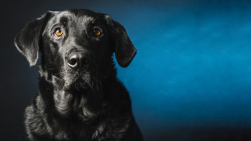 cão passa três dias olhando para uma parede azul