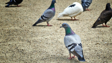 doença do pombo