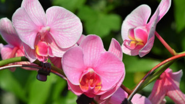 tipos de orquídeas