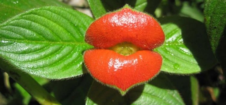 Flor Do Beijo Uma Linda Planta Para Cultivar Em Climas Quentes