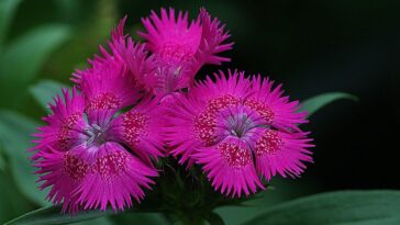 flores para plantar a cada mês