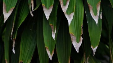 folhas amareladas e queimadas