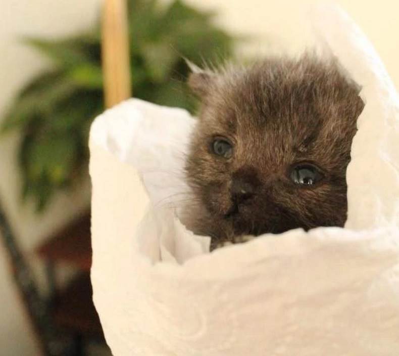 gatinho minúsculo 