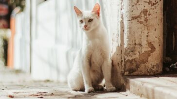 gatos vão embora de casa