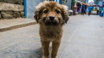 holanda se torna primeiro país sem cachorros abandonados