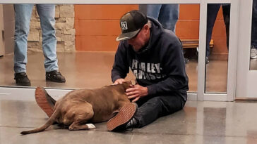 homem reencontra cachorro depois de 200 dias perdido