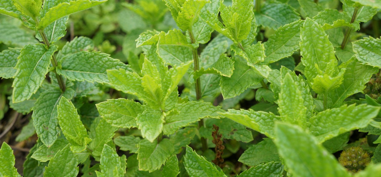 hortelã e plantas para espanta pernilongo