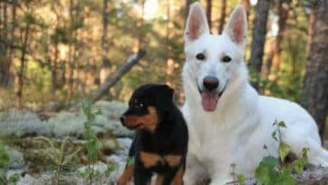 tabela idade cachorros