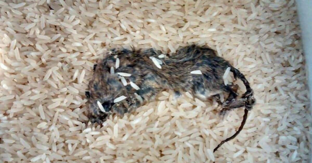 Foram encontrados no arroz fragmentos de insetos inteiros, larvas e até pelos de roedores (Foto Reprodução/Internet) 