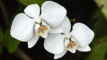 plantas que atraem dinheiro