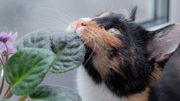 misturinhas para afastar gatos cães e insetos