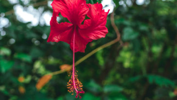 mitos sobre chá de hibisco