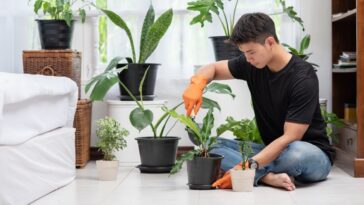 mitos sobre plantas e jardinagem