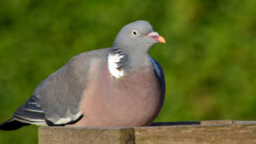 doença do pombo