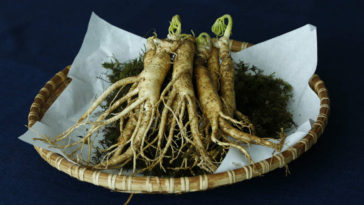 ginseng