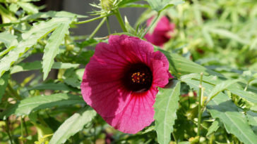 óleo de hibisco