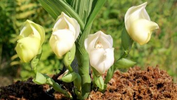 orquídea bebê no berço