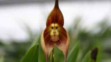 orquídea dracula