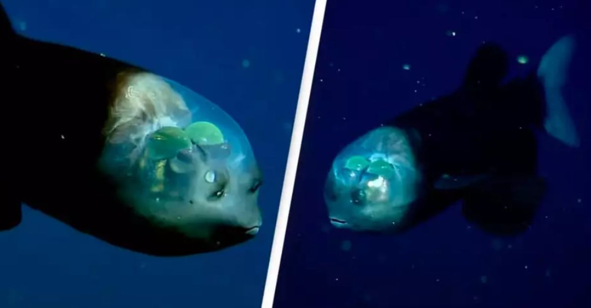 Pesquisadores encontram peixe com cabeça transparente