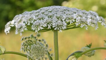 perigos da Heracleum mantegazzianum