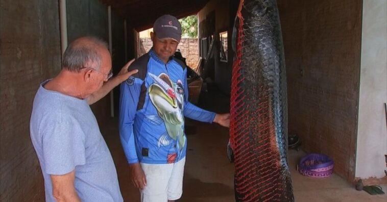 pescador pega piracucu com mais de cem quilos