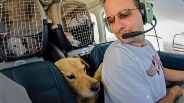 piloto resgata animais da eutanásia