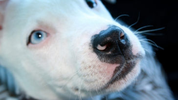 família abandona cão surdo