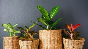 aglaonema como cuidar