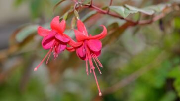 brinco de princesa cuidados básicos