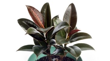 ficus elastica cuidados