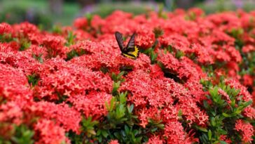 planta ixora cuidados