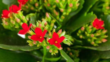 kalanchoe flor-da-fortuna