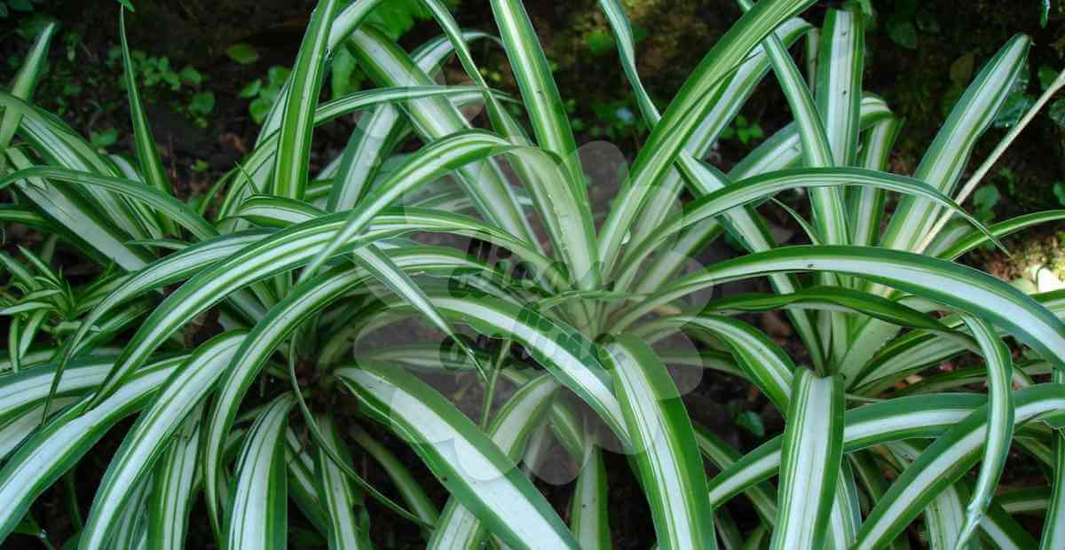 Plantas de sombra e fáceis de cuidar, para sua casa!