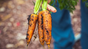 como plantar cenoura em casa