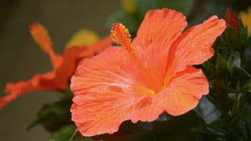 plantar hibisco