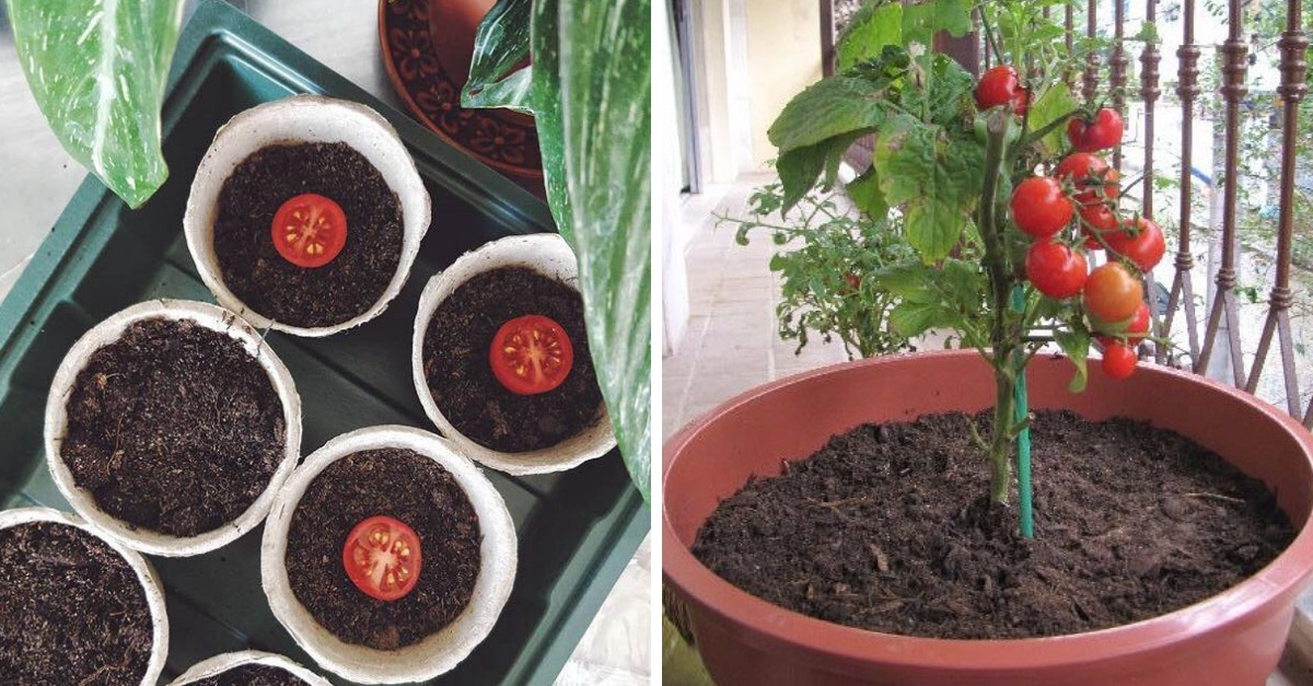 Como Plantar Tomate Em Casa 9561