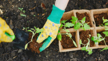 plantas companheiras